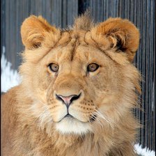 Схема вышивки «Лева»