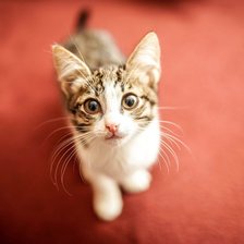 Схема вышивки «Кот»