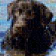 Предпросмотр схемы вышивки «лабрадор» (№883499)