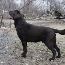 Схема вышивки «Лабрадор Космос»