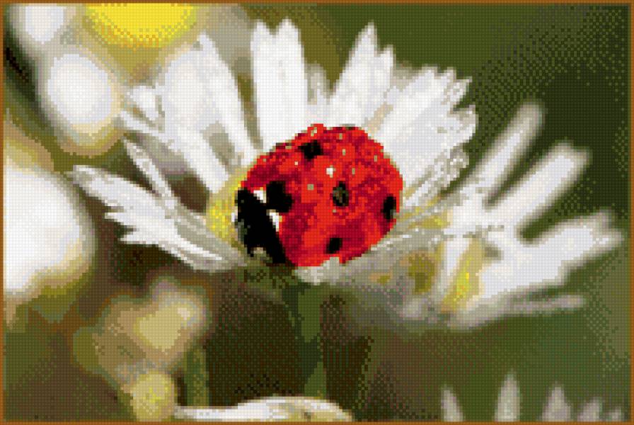 Божья корофка - гамма, цветы, насекомые, роса - предпросмотр