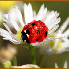 Схема вышивки «Божья корофка»
