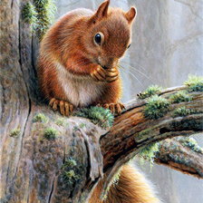 Схема вышивки «Белочка»