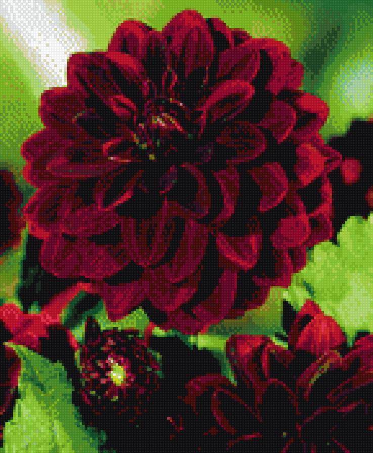 Георгин - георгин - предпросмотр