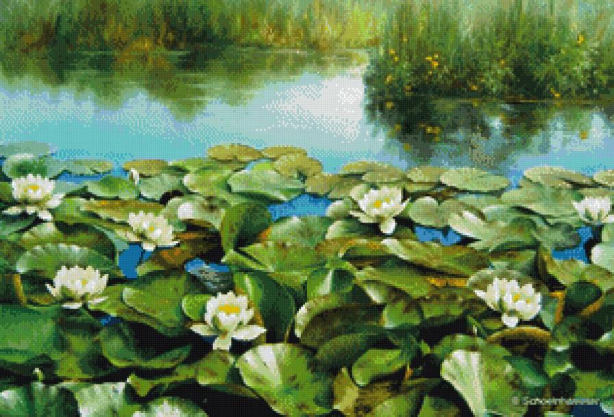 Цветы на воде - пруд, цветы - предпросмотр