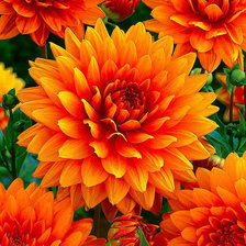 Схема вышивки «Георгин»