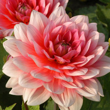 Схема вышивки «Георгин»