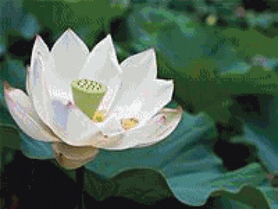 лотос - япония, лотос, цветок - предпросмотр