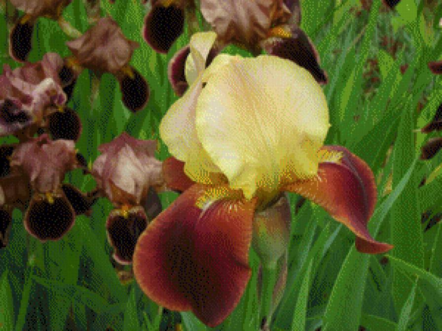 Ирисы в моеи саду 3 - ирисы, цветы - предпросмотр