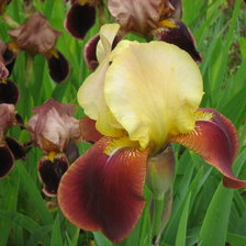 Схема вышивки «Ирисы в моеи саду 3»