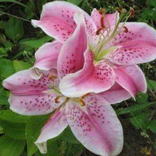 Схема вышивки «Лилии в моем саду»