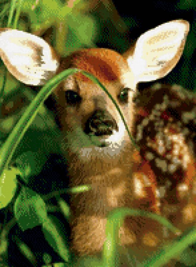 №883851 - олень, животные, олененок, звери - предпросмотр