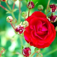 Схема вышивки «№883874»