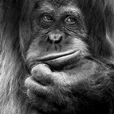 Схема вышивки «обезьяна1»