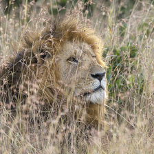 Схема вышивки «перед охотой»