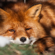 Схема вышивки «хитрый лис»