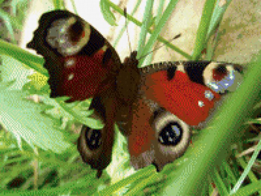 Бабочка - бабочка, природа - предпросмотр