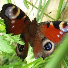Схема вышивки «Бабочка»