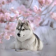 Схема вышивки «№884778»