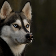 Схема вышивки «№884782»