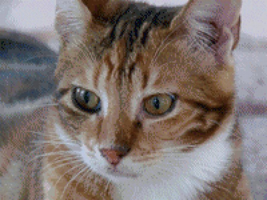 Кот с тигровым окрасом - котенок, кот, кошка, животные - предпросмотр