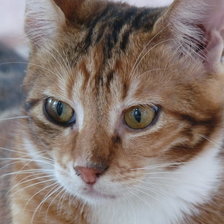 Схема вышивки «Кот с тигровым окрасом»