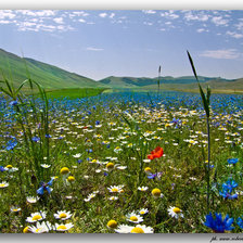Схема вышивки «поле васильковое»