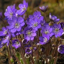 Схема вышивки «цветы»