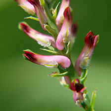 Схема вышивки «dymnica lekarska»
