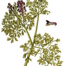 Схема вышивки «FUMARIA 2»