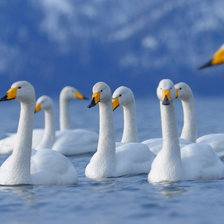 Схема вышивки «Лебеди»