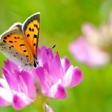 Схема вышивки «Бабочка на цветке»