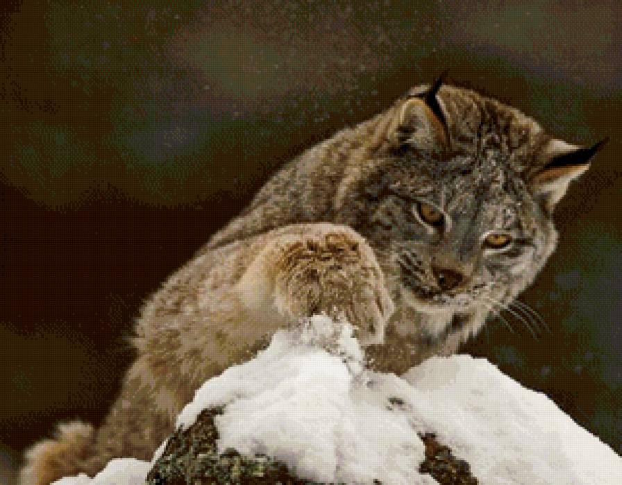 рысь - животные, рысь, снег - предпросмотр