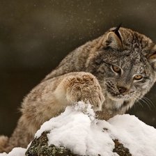 Схема вышивки «рысь»