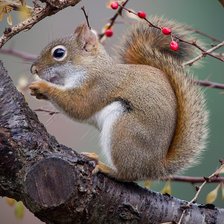 Схема вышивки «Катеричка»
