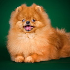 Схема вышивки «собачка»