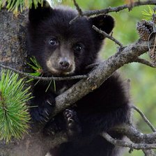 Схема вышивки «Мечо»