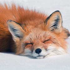 Схема вышивки «Лиско»