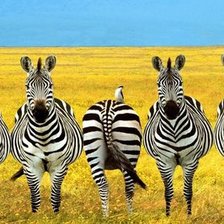 Схема вышивки «зебры»