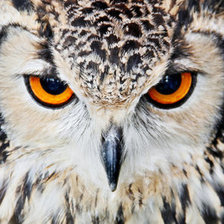 Схема вышивки «взгляд совы»