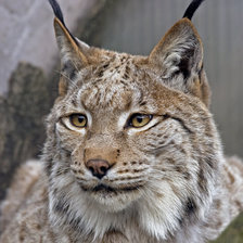 Схема вышивки «Рис»