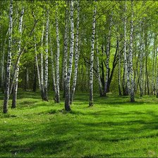Схема вышивки «Березовая роща»