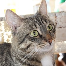 Схема вышивки «Максимус»