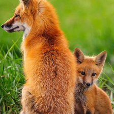 Схема вышивки «Срамежливко»