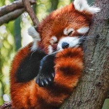 Схема вышивки «Червена панда»