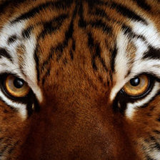 Схема вышивки «взгляд тигра»