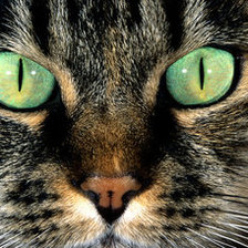 Схема вышивки «взгляд кота»