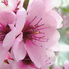 Схема вышивки «весна сакура»