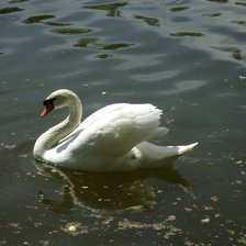 Белый лебедь