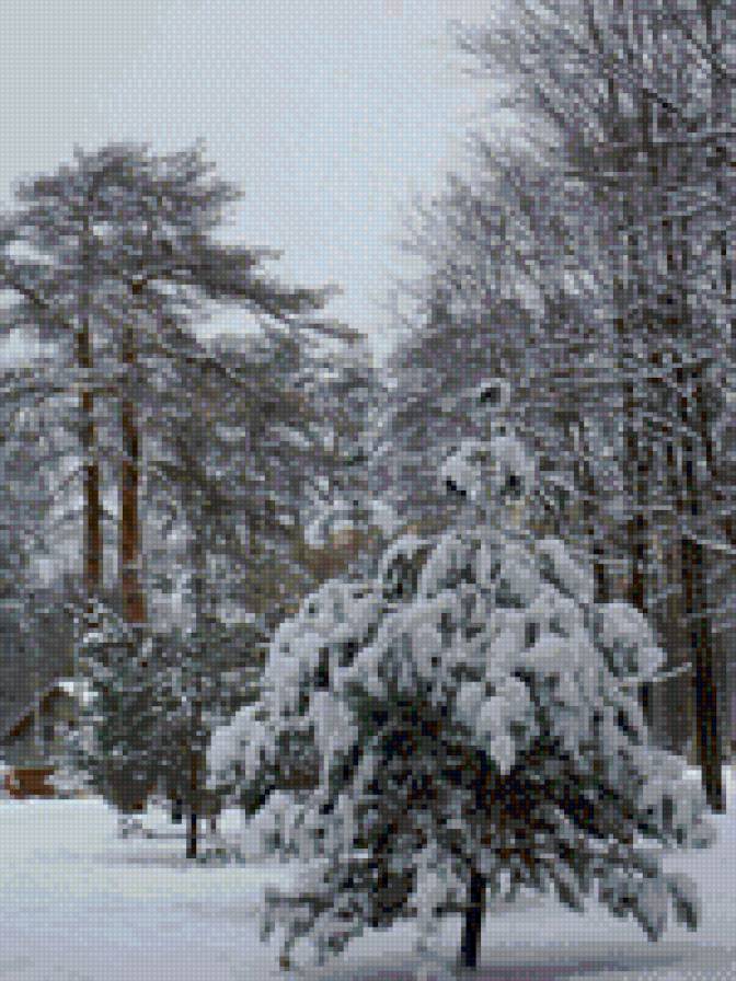 Зимняя сазка - прирнода. сосны, зима - предпросмотр